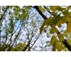 Tokina AT-X 35mm f/2.8 PRO DX MACRO AF для Canon EF-S