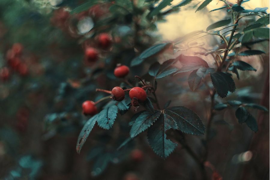 Объектив Гелиос-44-2 2/58 ММЗ в тубусе, СССР