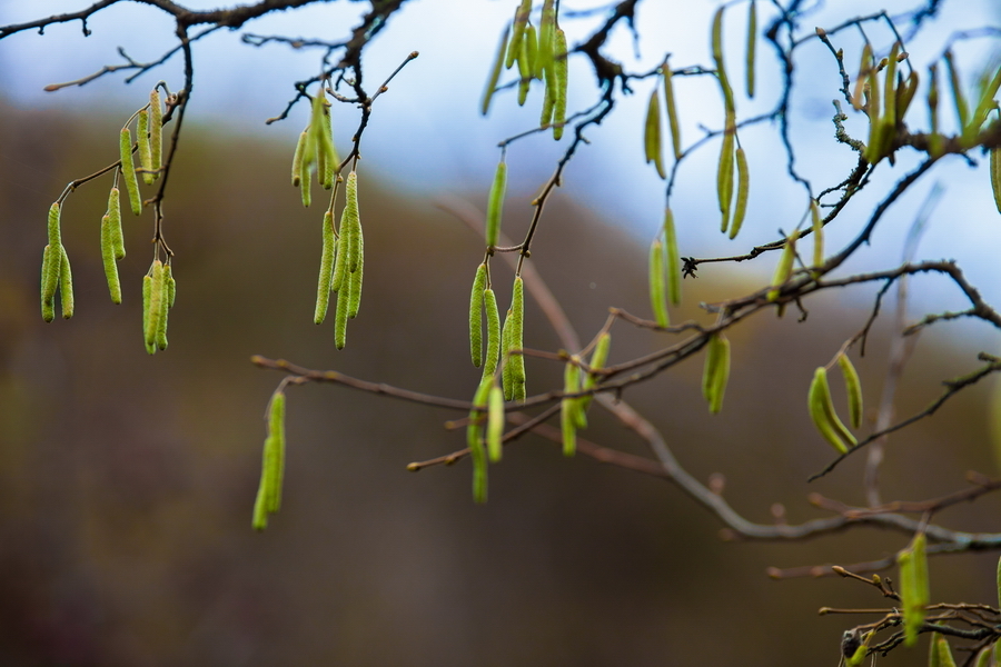 Телеобъектив серии L Canon EF 200mm f/2.8L II USM 