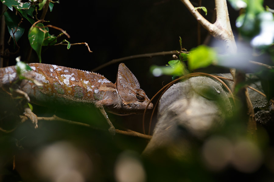 Телеобъектив серии L Canon EF 200mm f/2.8L II USM 