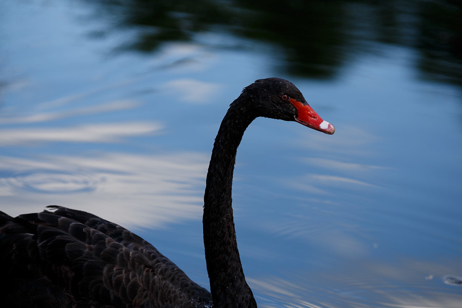 Телеобъектив серии L Canon EF 200mm f/2.8L II USM 