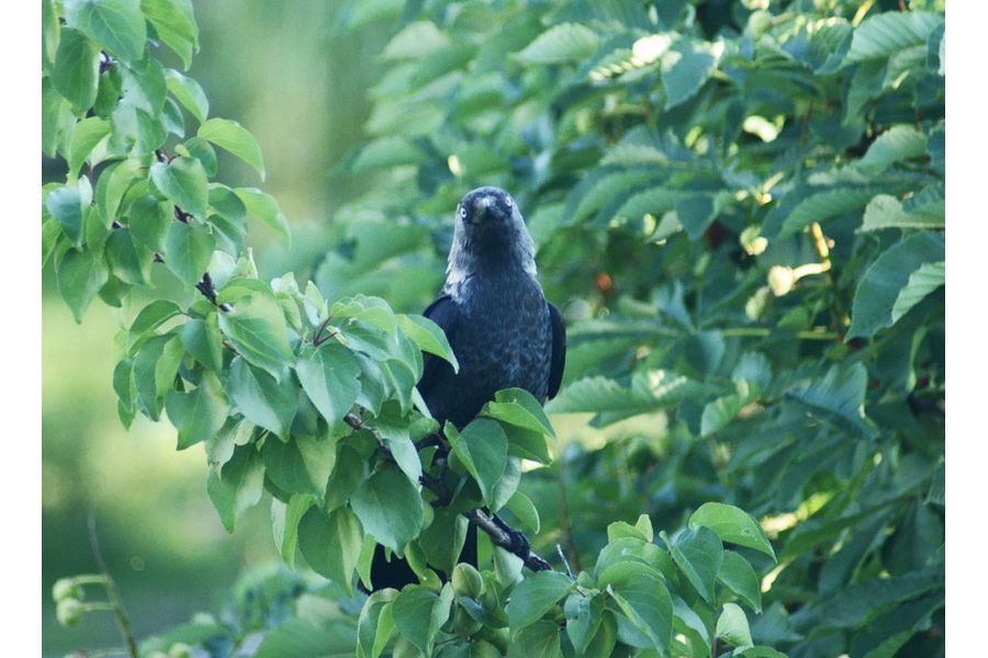 Minolta Af Zoom 70-210mm f/4.5-5.6 Sony A