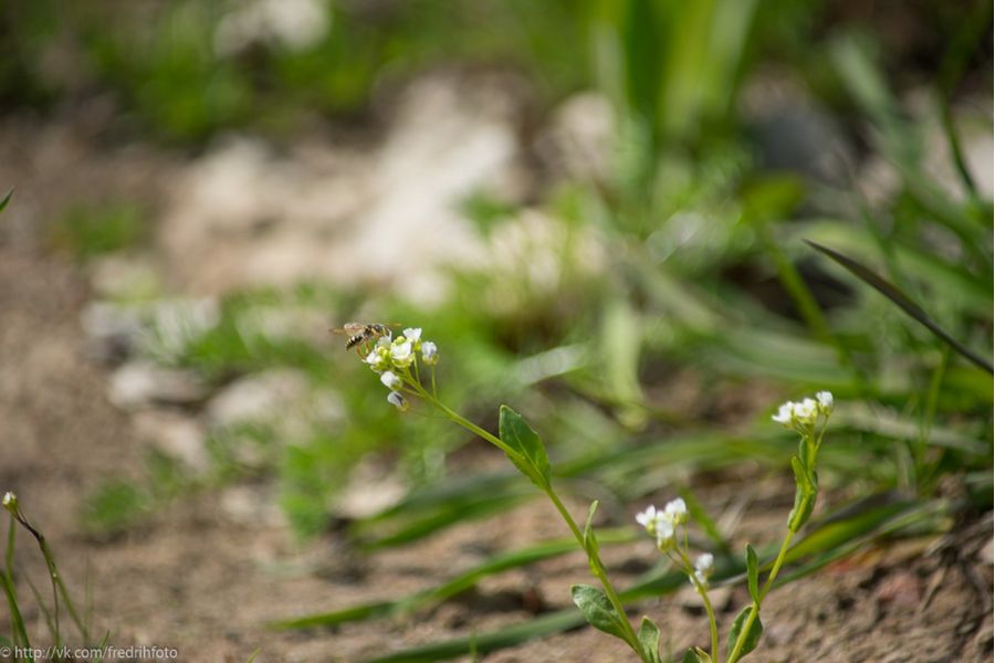 Minolta Af Zoom 70-210mm f/4.5-5.6 Sony A