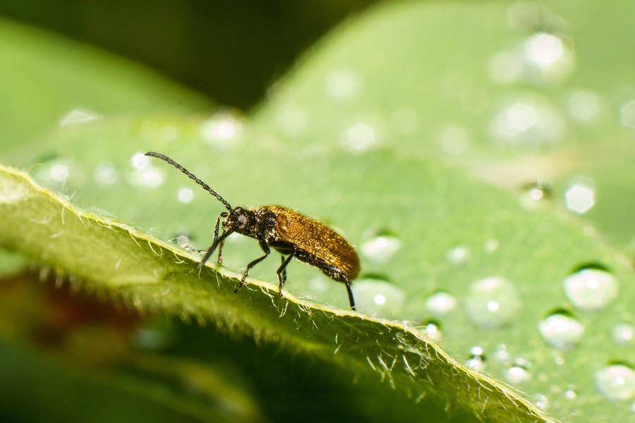 Pancolar auto 1.8/80 MC Carl zeiss jena DDR