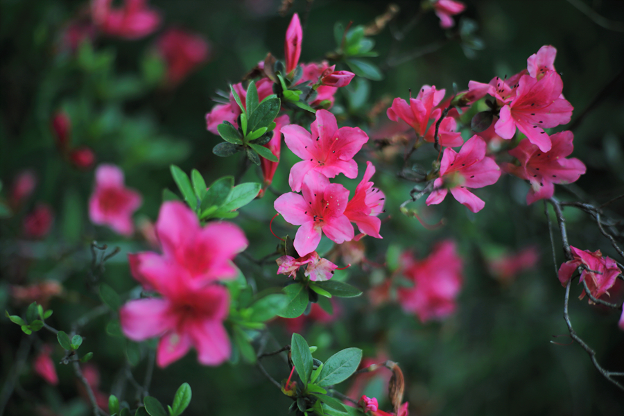 Pancolar auto 1.8/80 MC Carl zeiss jena DDR