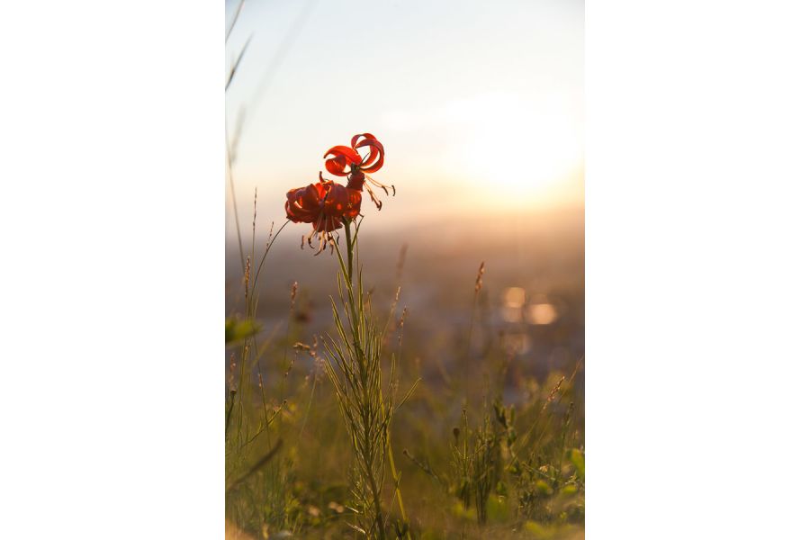 Автофокусный объектив Canon EF 24-85mm f/3.5-4.5