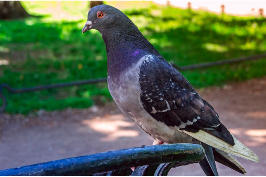 Pentax-A SMC 35-80mm f/4-5.6