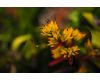 Sony 35mm f/1.4G (SAL35F14G)
