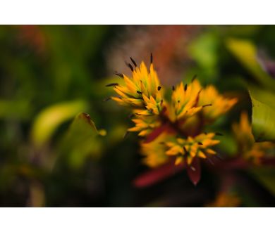 Sony 35mm f/1.4G (SAL35F14G)