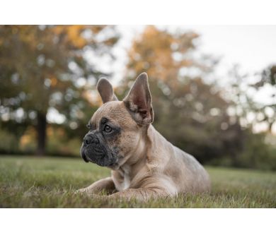 Sony 35mm f/1.4G (SAL35F14G)