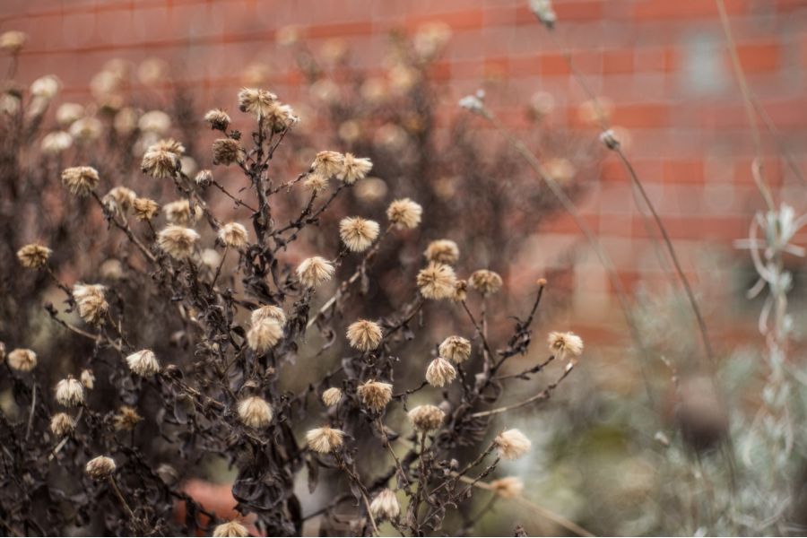 Объектив мануальный Domiplan 2.8/50 automatic lens