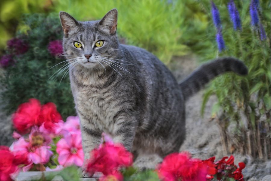 Редкость объектив Рубинар МС 4,5/300 макро