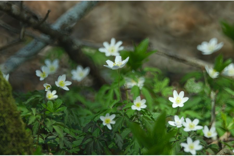 Редкость объектив Рубинар МС 4,5/300 макро