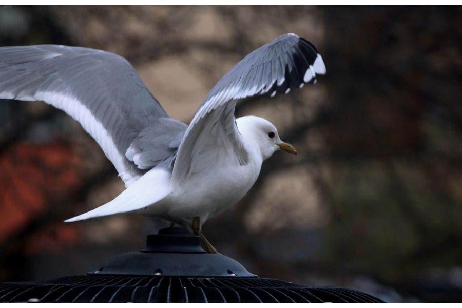 Объектив Canon EF-S 55-250mm f/4-5.6 IS II