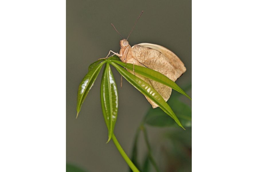 Объектив Nikon 28-105mm 3.5-4.5D AF Nikkor