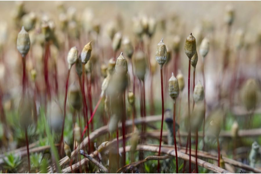 Объектив мануальный Индустар-61Л/Д 2,8/55 М39