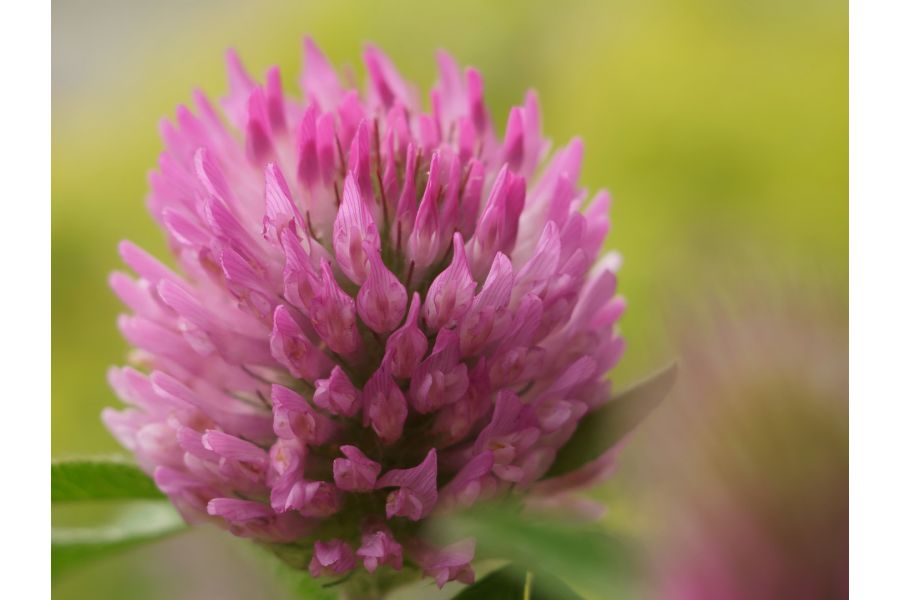 Объектив мануальный Индустар-61Л/Д 2,8/55 М39