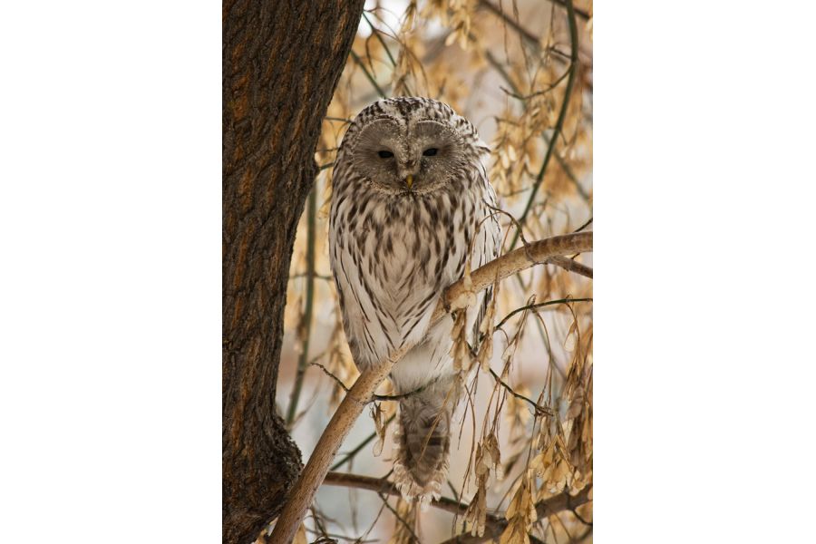 Объектив Pentax-DA SMC 50-200mm f/4-5.6 ED