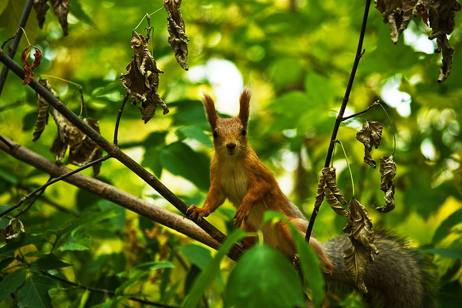 Объектив Pentax-DA SMC 50-200mm f/4-5.6 ED