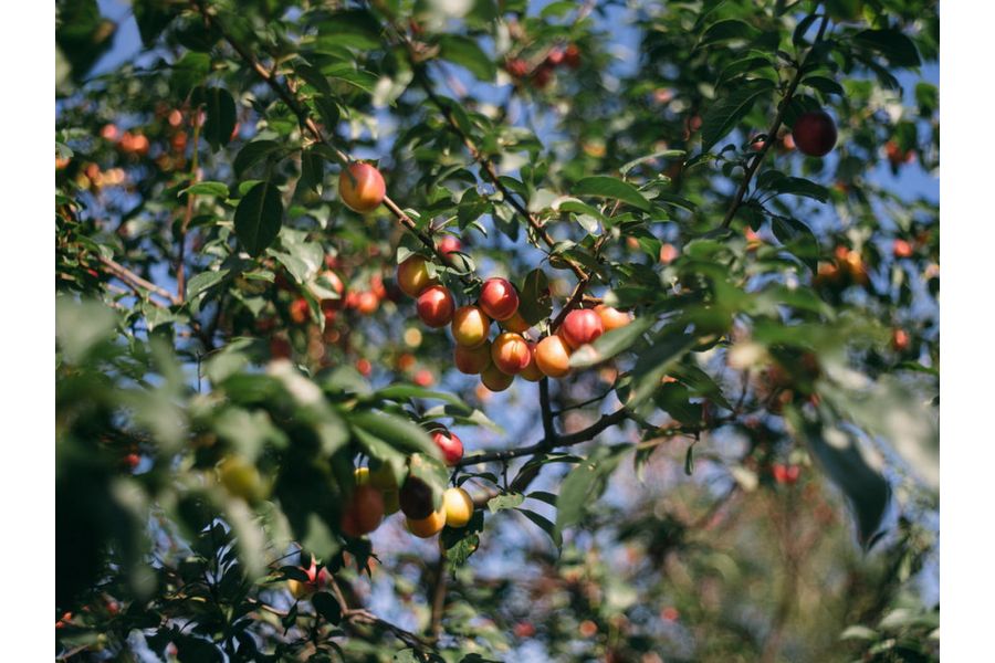 Мир-26В 3,5/45 (СССР, 1984)