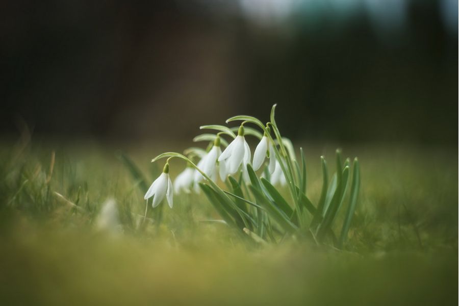 Объектив Flektogon 2.4/35 MC Carl Zeiss Jena DDR