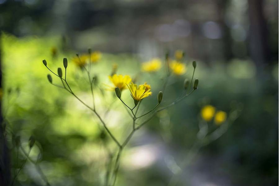 Объектив Flektogon 2.4/35 MC Carl Zeiss Jena DDR