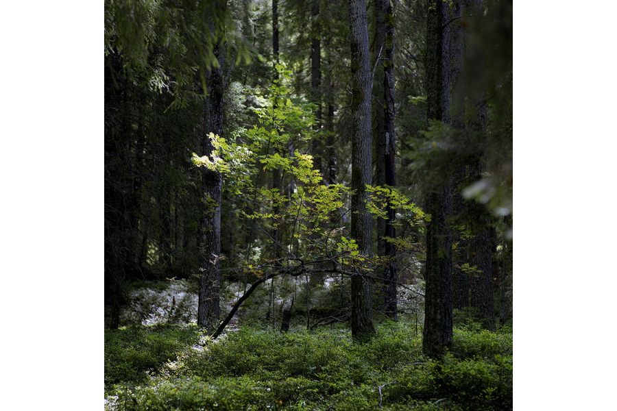 Объектив Sonnar МС 2.8/180 Carl Zeiss Jena DDR