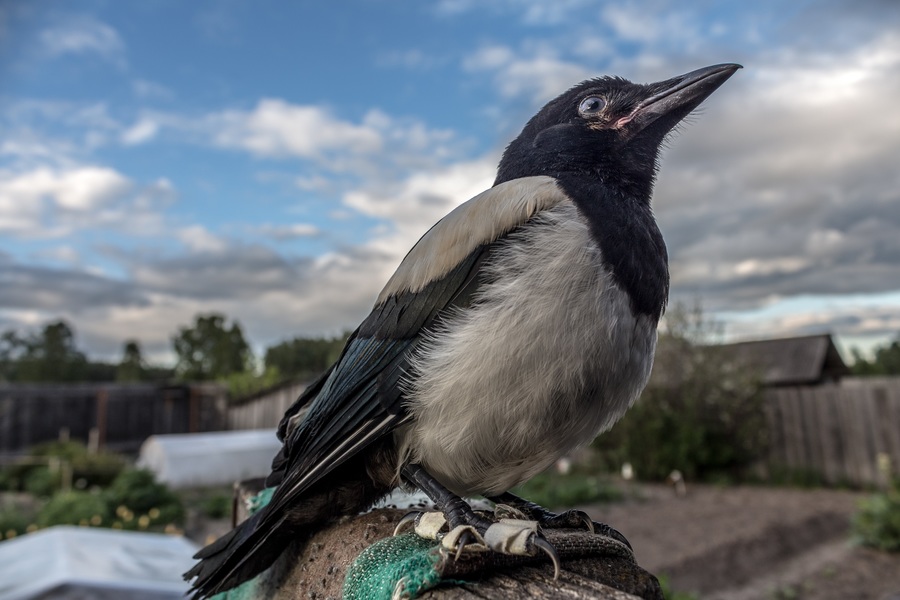 Canon EF-S 18-55mm 3.5-5.6 II стандартный объектив