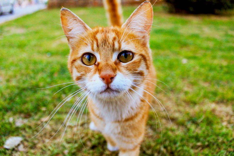 Canon EF-S 18-55mm 3.5-5.6 II стандартный объектив