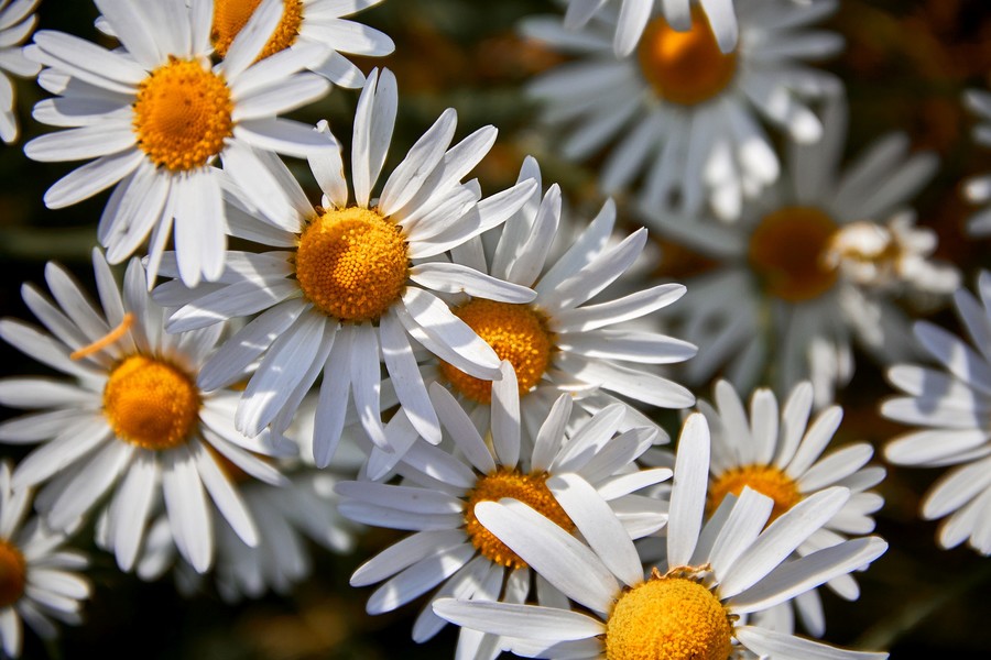 Зум-Объектив Canon EF-S 18-135mm 3.5-5.6 IS STM