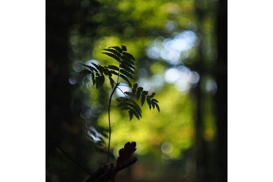 Гелиос-44М-4 МС 2/58 для Fujifilm