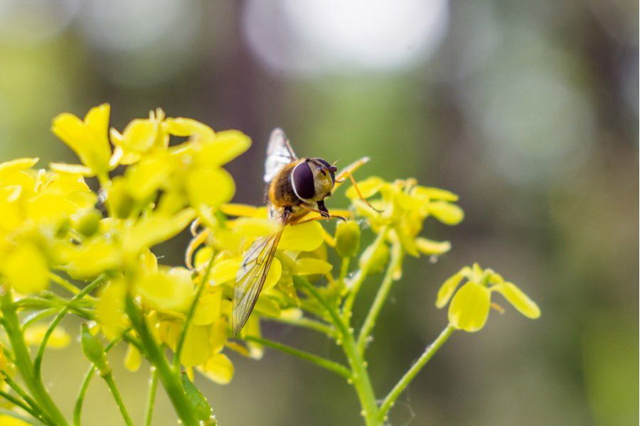 Индустар-26м f2.8/50mm для Sony Nex