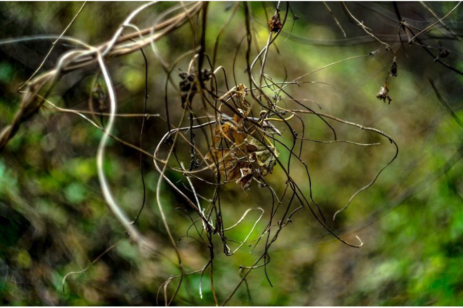 Гелиос-44М-6 для Micro 4/3 (СССР, 1989)