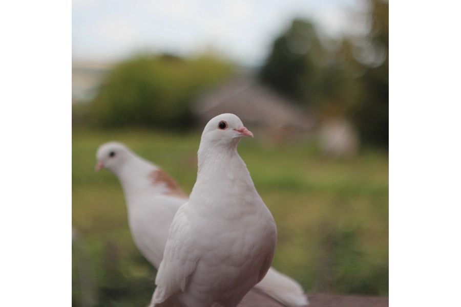 MC Гелиос-44М-5 2/58 для Nikon F