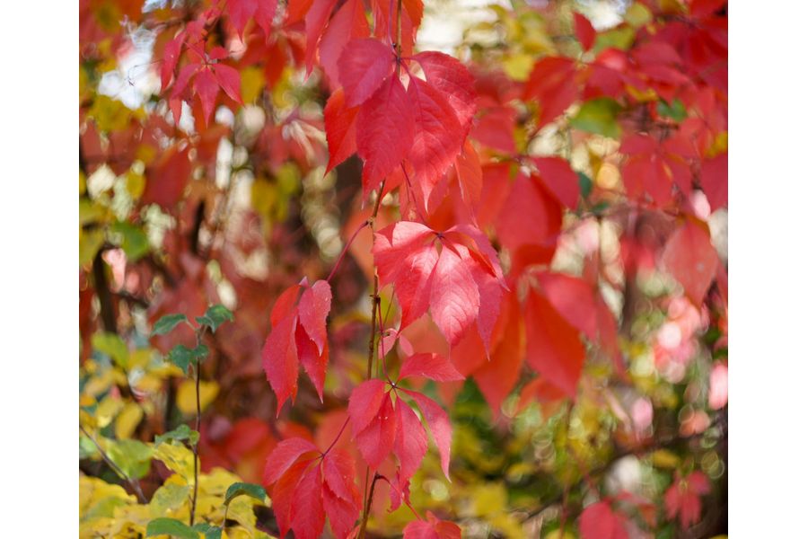 MC Гелиос-44М-5 2/58 для Nikon F