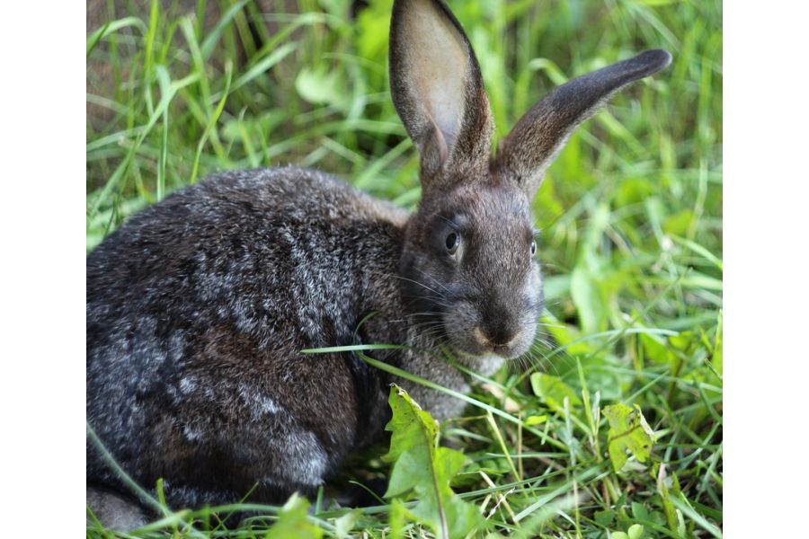 MC Гелиос-44М-5 2/58 для Nikon F