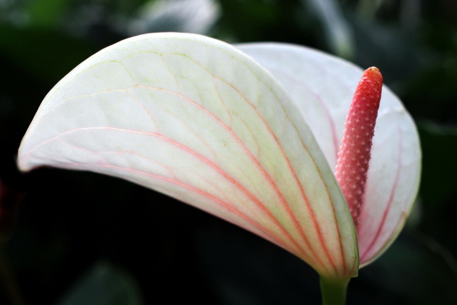 Редкость Мир-10А 3,5/28 (КМЗ, 1986г.)