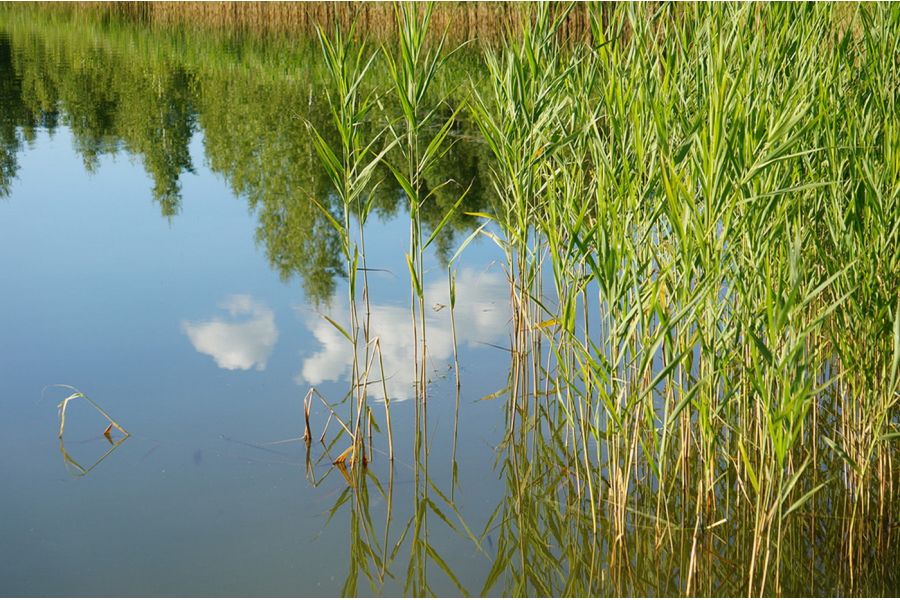 Объектив Sony 55-210mm f/4.5-6.3 E (SEL-55210)