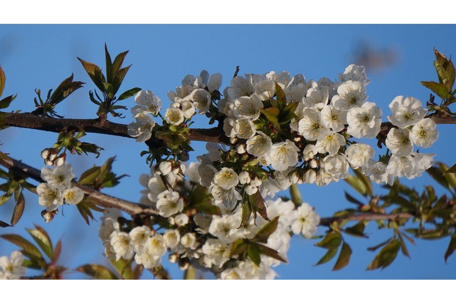 Объектив Sony 55-210mm f/4.5-6.3 E (SEL-55210)