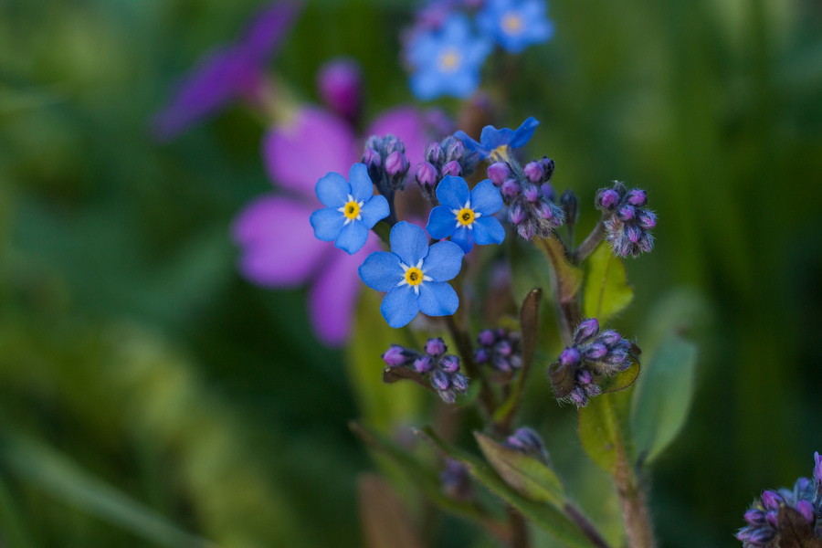 Объектив штатный Зенитар-К2 МС 2/50 (Россия)