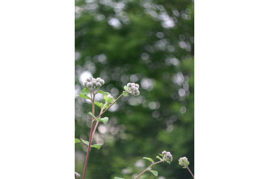 Объектив штатный Зенитар-К2 МС 2/50 (Россия)