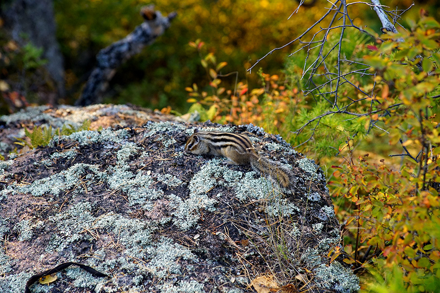 Объектив Canon EF 28-105mm f/3.5-4.5 II USM