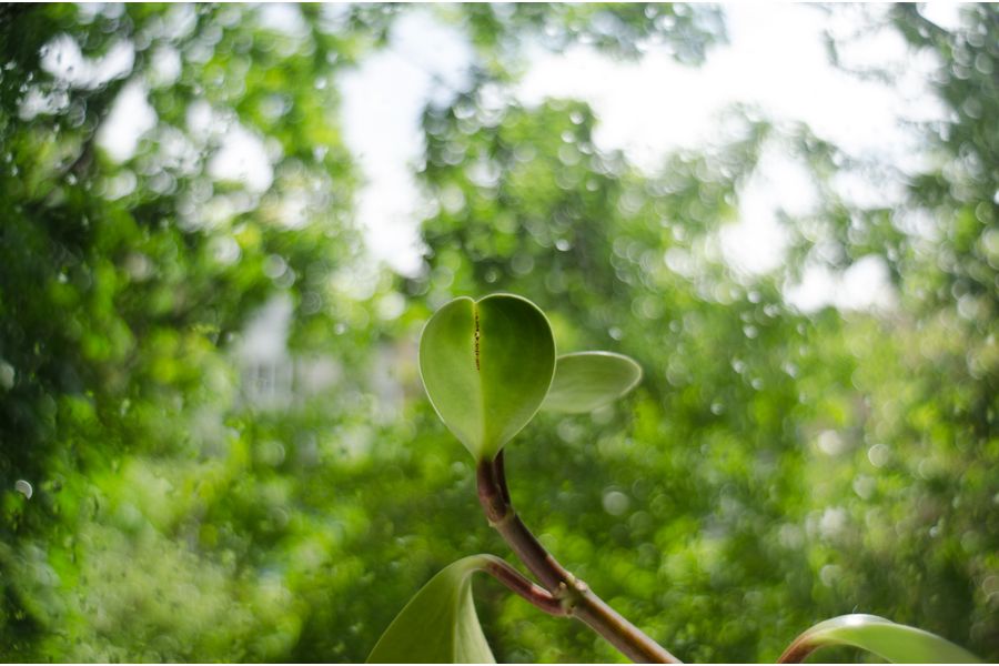 Объектив Flektogon 4/20 Carl Zeiss Jena DDR М42