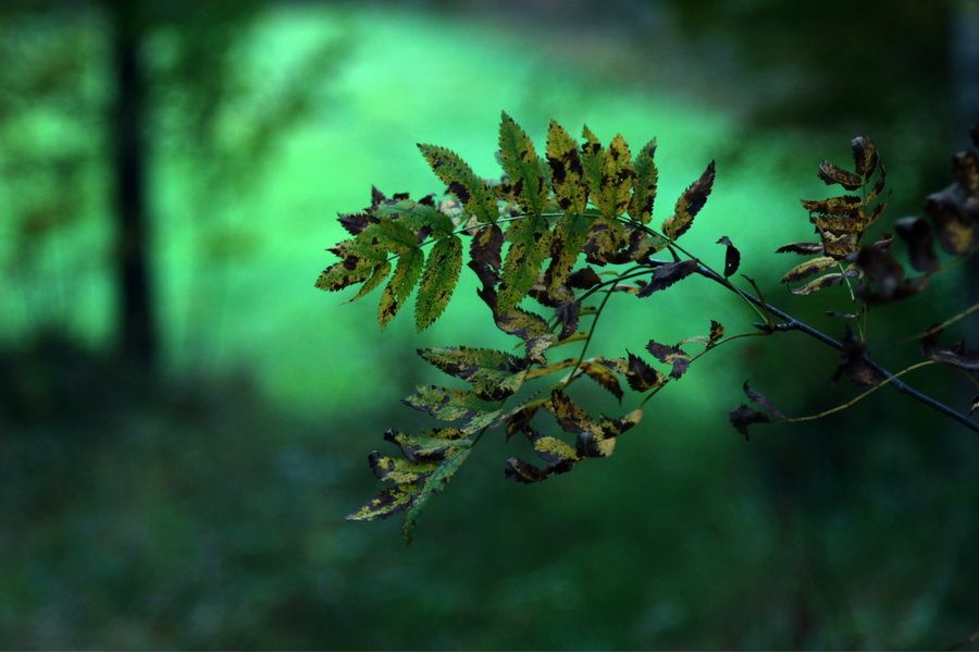 Редкий Индустар-22 3,5/50 Москва (СССР, 1948)