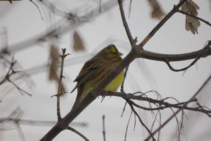 Сверхдлиннофокусный объектив МТО 8/500 (СССР)