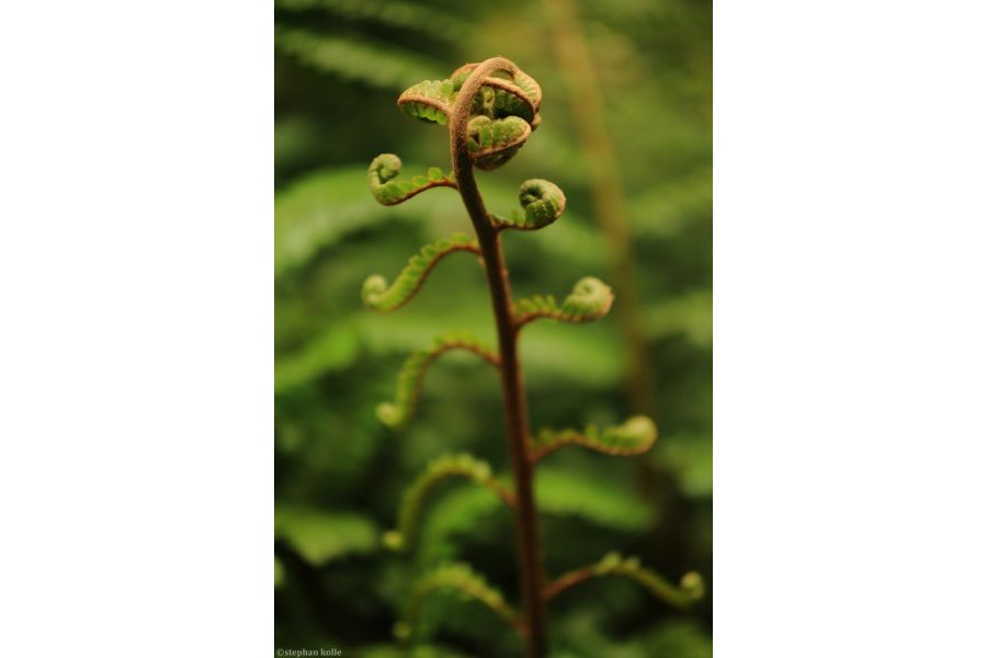 Объектив Макро Волна-9 МС 2,8/50 (СССР, 1987)