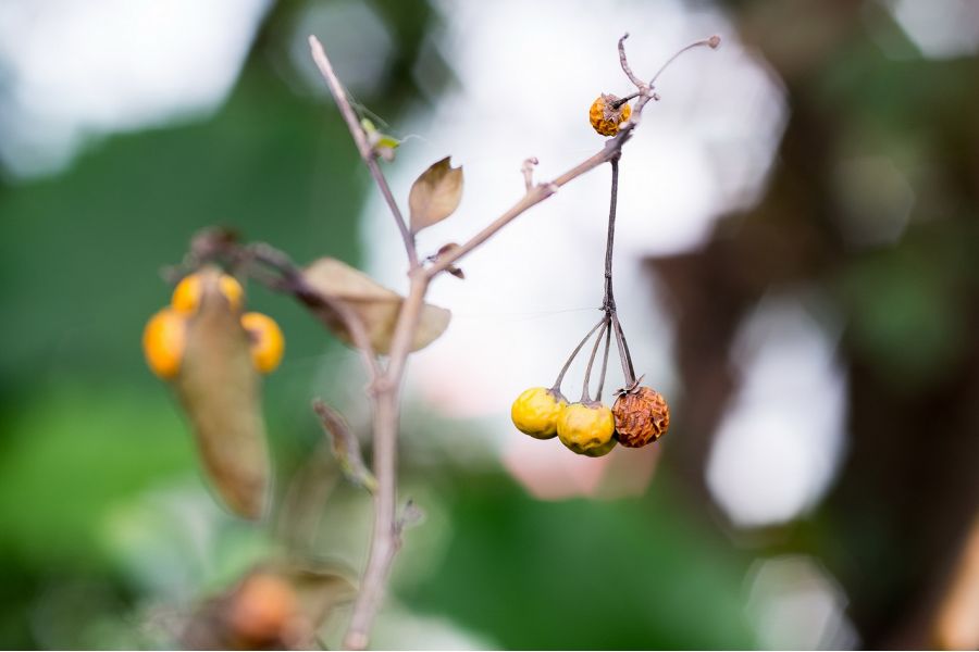 Объектив Макро Волна-9 МС 2,8/50 (СССР, 1987)