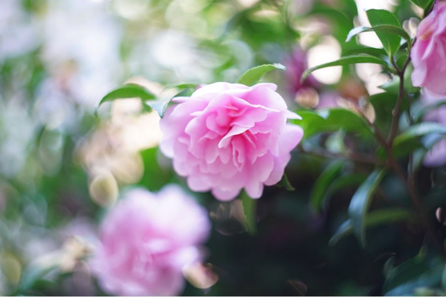 Мануальный советский объектив Гелиос-44М-5 МС 2/58 М42