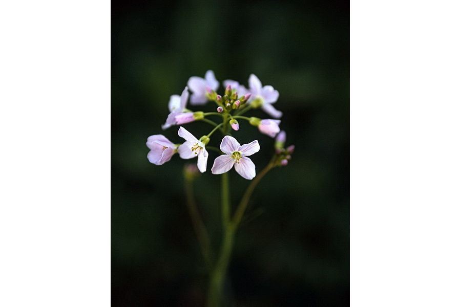 Длиннофокусный объектив Юпитер-36В 250mm f/3.5