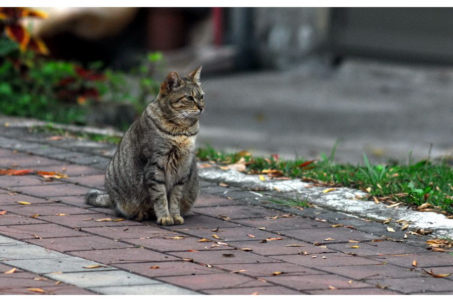 Длиннофокусный объектив Юпитер-36В 250mm f/3.5